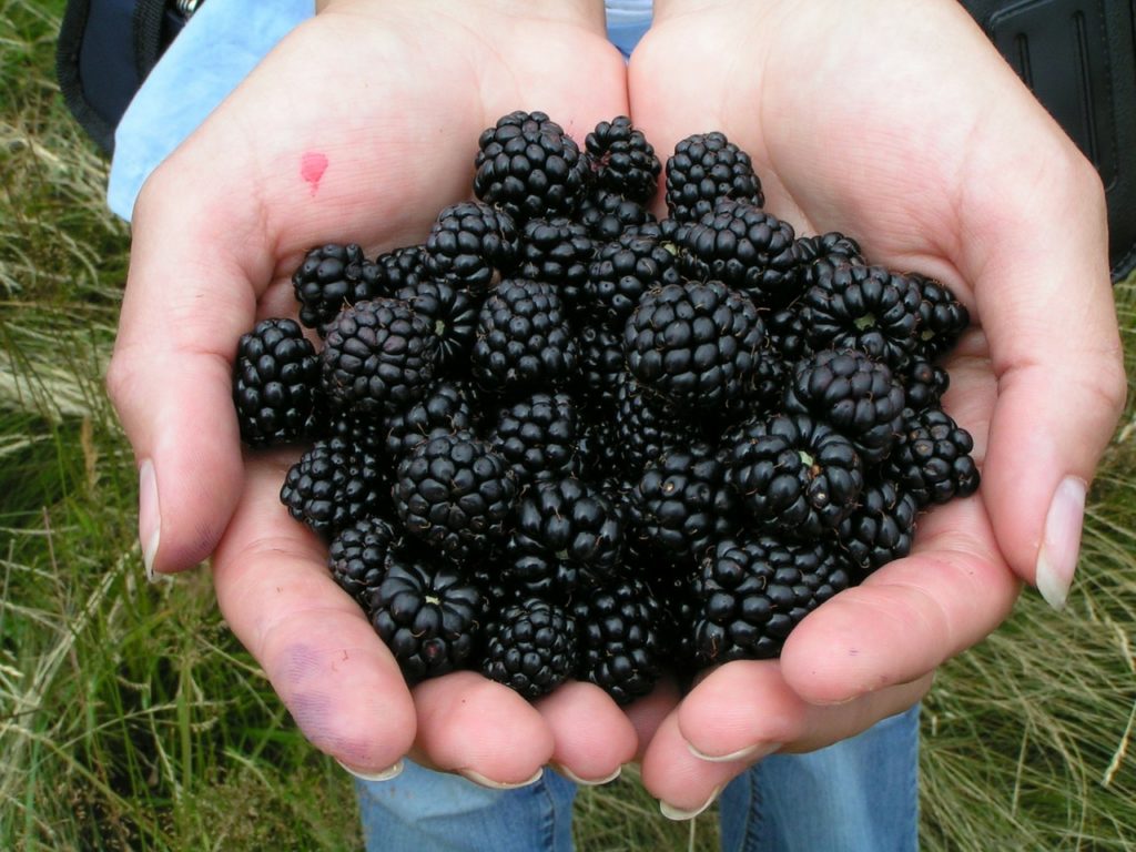 blackberry-214754_1280